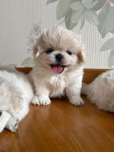 ağ afcarka: Pekines, 2 ay, Erkek, Peyvəndli — 2