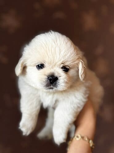 pekines balaları: Pekines, 2 ay, Erkek — 2