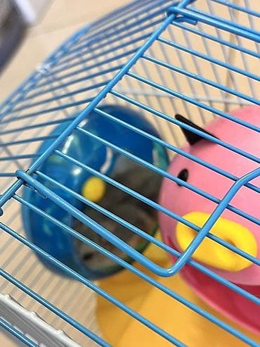 heyvanlar ucun mallar: Cunqarik üçün tam dəst qəfəs

Cunqarikler qefesle birlikde verilir — 10