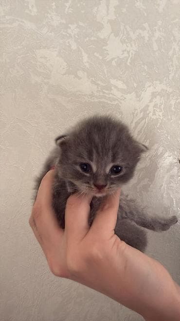 Şotland yastı qulaq lalafo.az -da Şotland yastı qulaq