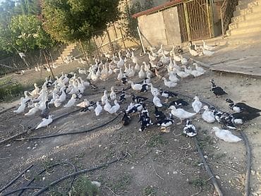 Qazlar: Şəkillərdə müxtəlif növ ev quşları görünür: əsasən ağ qazlar, ördəklər — 1