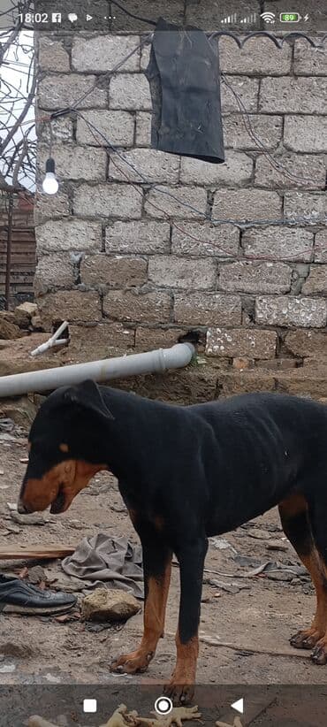Doberman, 9 ay, Dişi, Ünvandan götürmə