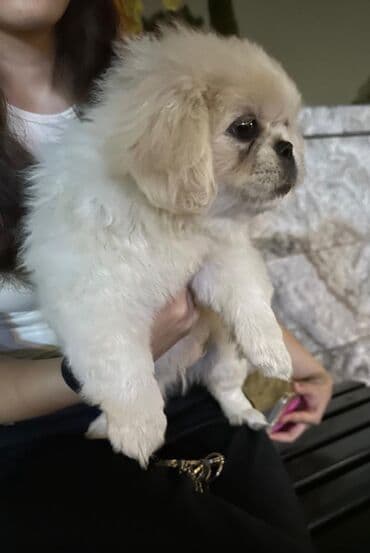 tüklü itlər: Pekines, 2 ay, Erkek — 4