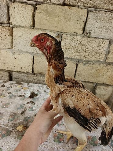 dağ toyuğu: Toyuq cücələri, Damazlıq, Ünvandan götürmə, Ödənişli çatdırılma — 3