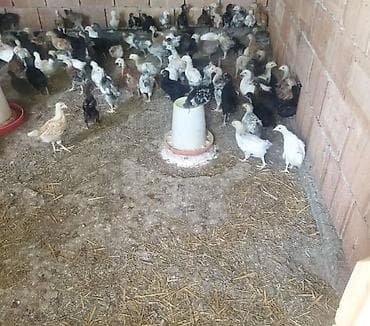 kənd heyvanları: Toyuq, Damazlıq, Pulsuz çatdırılma — 6