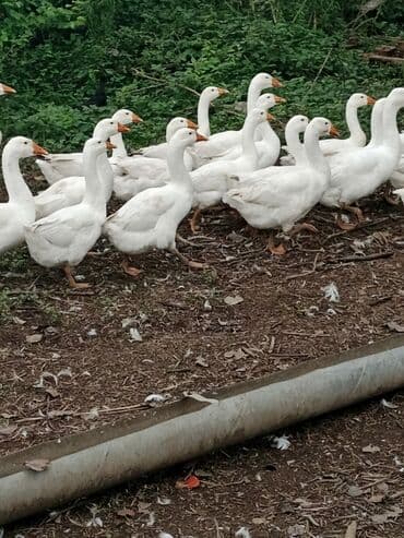 ingilis setteri it cinsi digər adı: Erkək, Ətlik, Ödənişli çatdırılma — 2