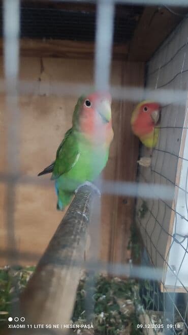 Рыбы: Allah haminin malna bereket versin !!! Nerazluçnik sevda quşu hazir at lalafo.az — 4 Рыбы: Allah haminin malna bereket versin !!! Nerazluçnik sevda quşu hazir — 4