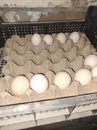 kent toyuq: Toyuq, Damazlıq, Ünvandan götürmə — 6