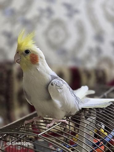 Salam Korella satılır alana yanında dostu valibesde verilecek qefesle