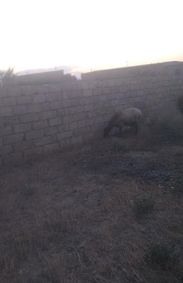 Qoyunlar, qoçlar: Qala cinsi 2 Baş heyvan cütü 1000 manat reyal insan narahat etsin — 3