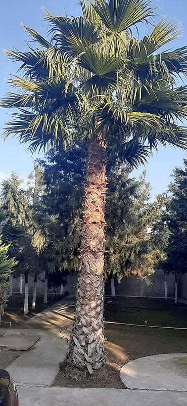 Tinglər: Washington Palmasi 8-9 illikdir. Oz bagimda yetisdirmisem. Qiymet — 1