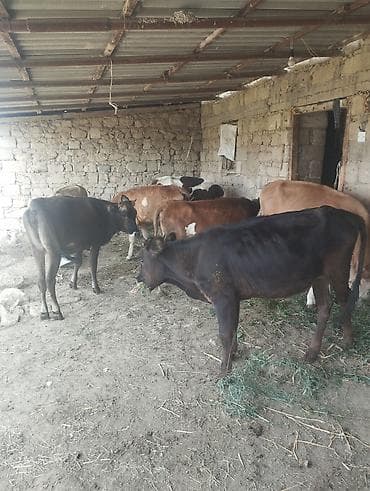 cins toyuqlarin satisi: Dişi, il: 1, Damazlıq, Ünvandan götürmə — 8