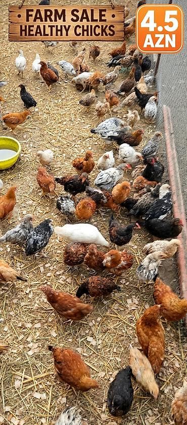 bulbul quşu: Yerli çolpalar – cəmi 5 AZN! 🔥 🐔 Sağlam və keyfiyyətli 🌿 Təbii — 1