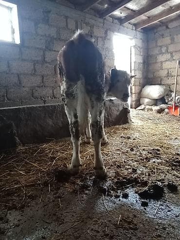 Птицы: 1 yaşa var damzdığa yaraldi ciddi şexsler zeng vursun razlaşaq 1280 — 3