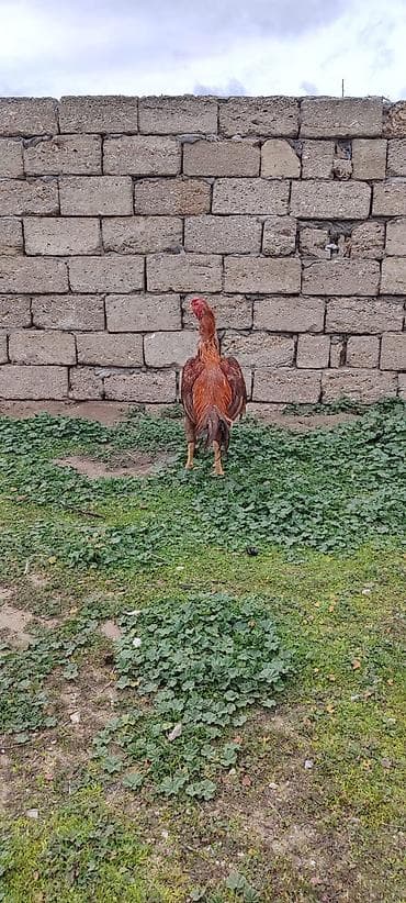 cuce satisi 2020: 11 aylıq becedu yaxşı cins heyvandi heç bir prablemi yoxdur iri — 3