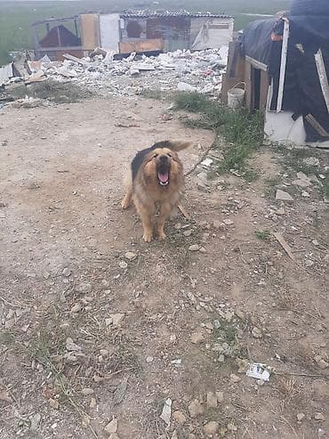 8 ay, Erkek, Peyvəndli, Pulsuz çatdırılma