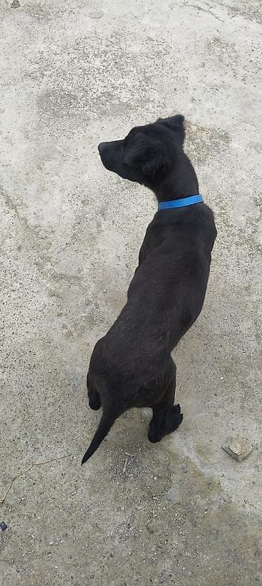 ev heyvanlari satisi: 4 ay, Dişi, Peyvəndli — 3