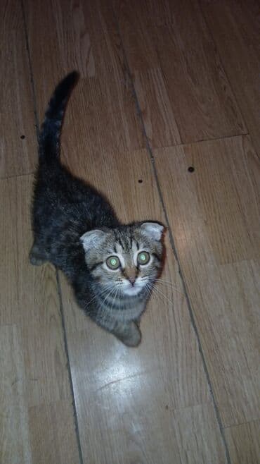 meykun pişik: Şotland yastı qulaq, Dişi, Yaxşı əllərə — 1