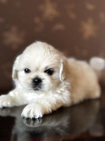 pekines balaları: Pekines, 2 ay, Erkek — 4