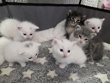 ev iti ucuz: Yaxşı əllərə, Ödənişli çatdırılma — 3