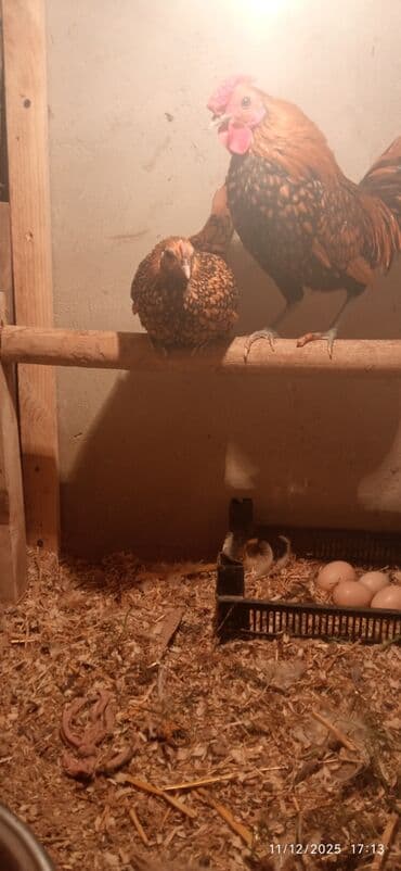 kend colpaları: Toyuq, Damazlıq — 2