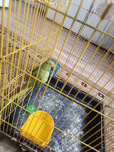 iran qusu: Ojirella hazir mayadi 2 yawdan yuxaridi qiymet 160 manat isdiyen — 1