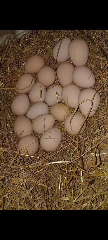 cins inək: Toyuq, Damazlıq — 4