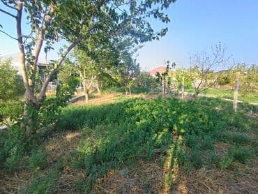 binə qəsəbəsi ats: 25 sot, Tikinti, Kupça (Çıxarış) — 5