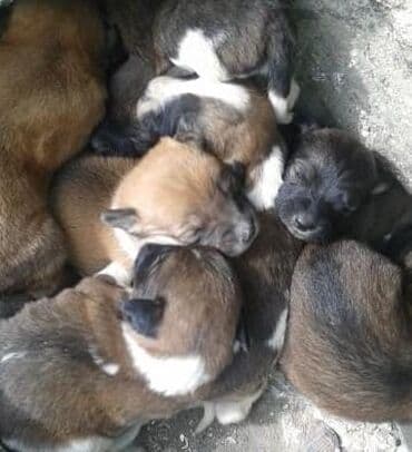 Zvonok, 1 ay, Erkek, Ünvandan götürmə, Ödənişli çatdırılma