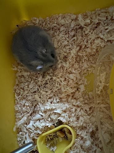 cuce qefesi: Kiçik heyvan dəsti – cüce hamster və qəfəsi - Növ: cüce hamster (boz — 1