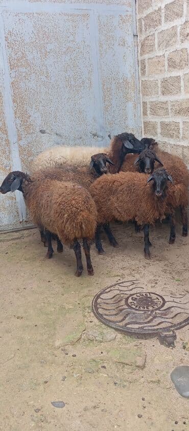 itlərin satışı 2020: Salam ünvan Bakıin maştağa kendi obşi 6 baş heyvanlar 1 baş boğaz — 1