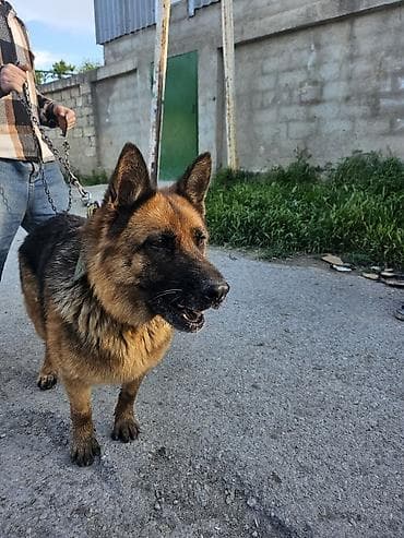tovuz qusu yumurtasi: Alman çoban iti, 11 ay, Dişi, Ünvandan götürmə — 2