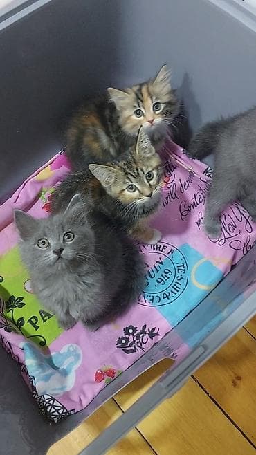 keçi dişi: Britan, Erkək, Dişi, Yaxşı əllərə, Ünvandan götürmə, Ödənişli çatdırılma — 5