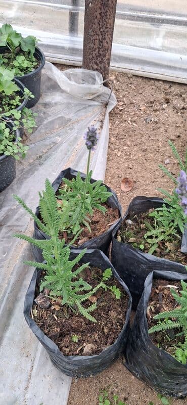 Саженцы деревьев: Lavanda (Lavandula) tingləri – ətirli, dekorativ və faydalı çoxillik — 6