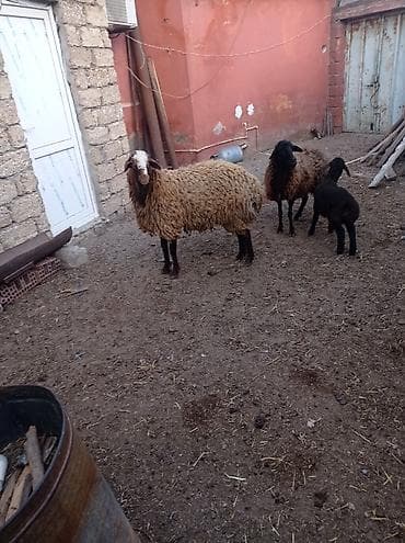 agilli yem qabi: Erkək, Qala, il: 1, Damazlıq — 6