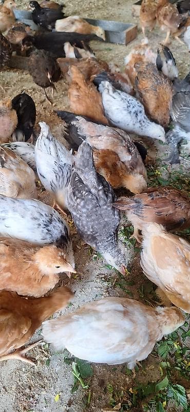 etlik: Toyuq cücələri, Ətlik — 1