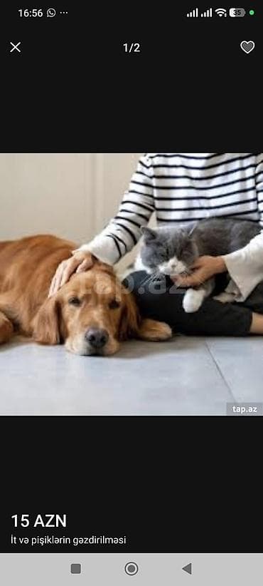 it sekili: İt 20azn Pişik 15azn 2 saat gəzinti Bakı ərazisi Pitbul Alabay — 1