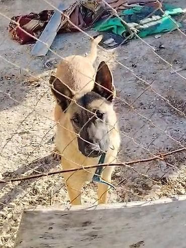 İtlər: Belçika çoban iti, Dişi — 5