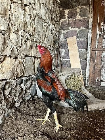 Yemlər: 10 aylıx çolpadı qara mamzdı probu var real alcı narahat eləsin — 2