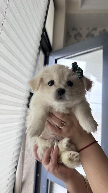 Quşlar: Mətn: Balaca it balaları(Pomerianskiy wpic+Korolevskiy pekenes) - — 3