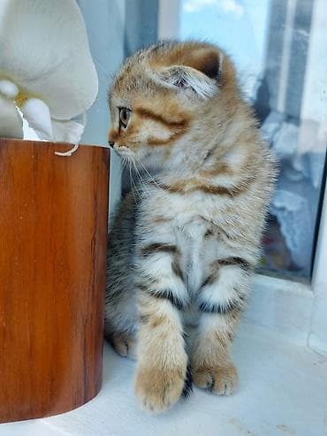 Кошки: Шотладская вислоухая — 3