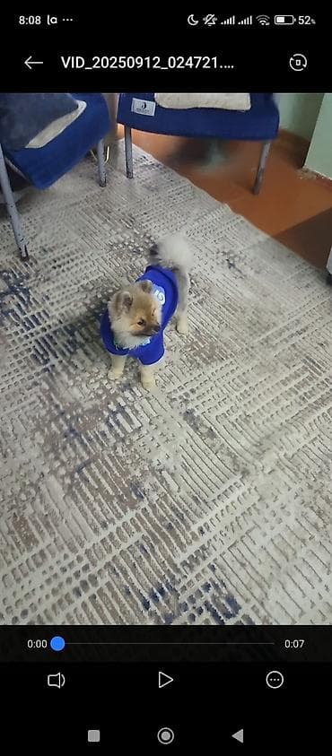 qanqal balası: Şpitz, Erkek, Sənədli — 7