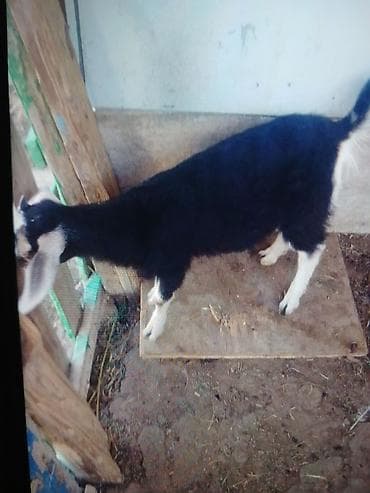 golden goat: Salam tam sağlam disi çepiş satilir üçemdiler ikisi satilib anasi — 3