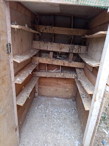 göyərçin yuvaları: Salam.gördüyünüz quş damı satılır qiyməti 50 manat və satdıq 8 dənədə — 6