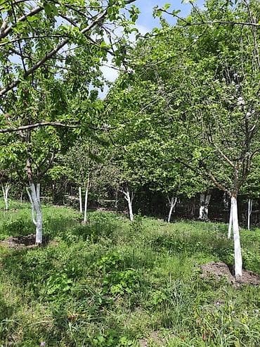 lehis baglari torpaq satilir: 12 sot, Tikinti, Mülkiyyətçi, Kupça (Çıxarış) — 5