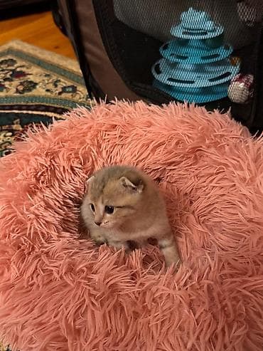 pişiy: Şotland yastı qulaq — 4