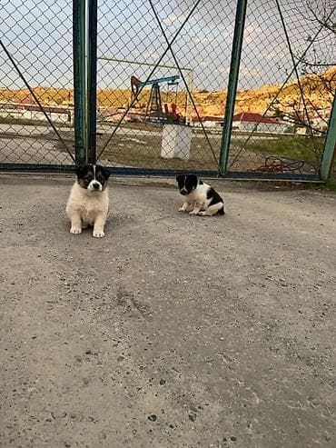 zvanok itlər: Peyvəndli — 5