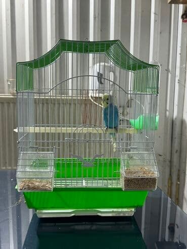 sudluk inekler satisi: Məhsul: Dalğalı tutuquşu (bajrigar) Təsvir: - Rəng çeşidi: mavi — 5