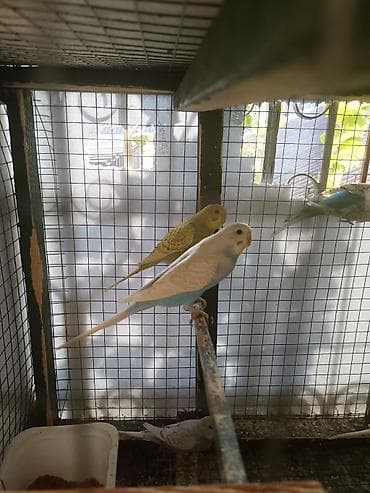 Dalmatin, albino və müxtəlif rəng mutasiyalı dalğıc (dalgıç) cinsli lalafo.az -da Dalmatin, albino və müxtəlif rəng mutasiyalı dalğıc (dalgıç) cinsli