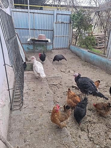 cənnət quşu: 2 xoruz 2 fərədi ramanıdadı . yumurtuyullar ağ fərə uje — 4